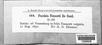 Puccinia tanaceti image